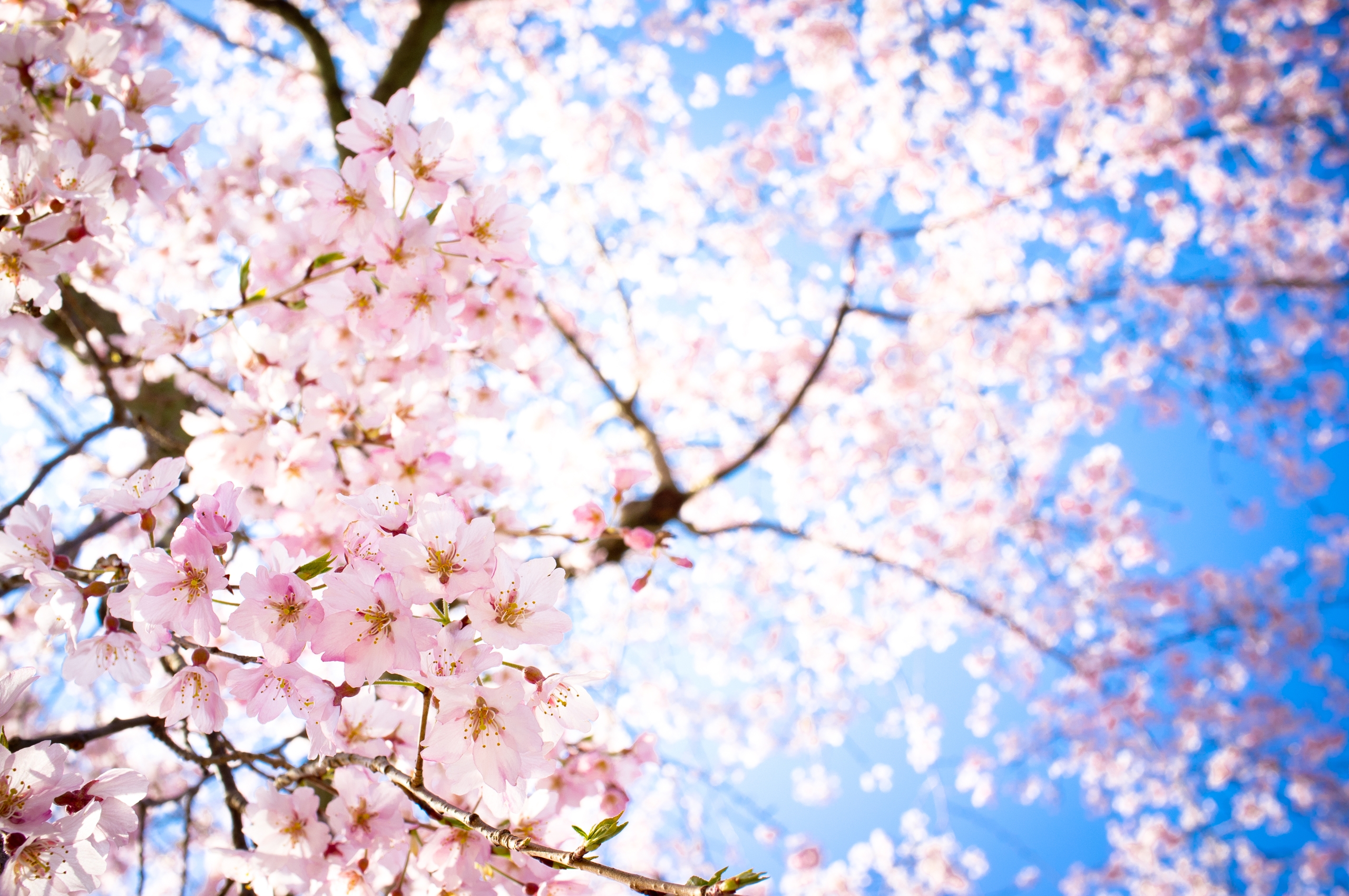 50 hình nền hoa anh đào Nhật Bản siêu đẹp và lãng mạn - [Kích thước hình ảnh: 2560x1701 px]