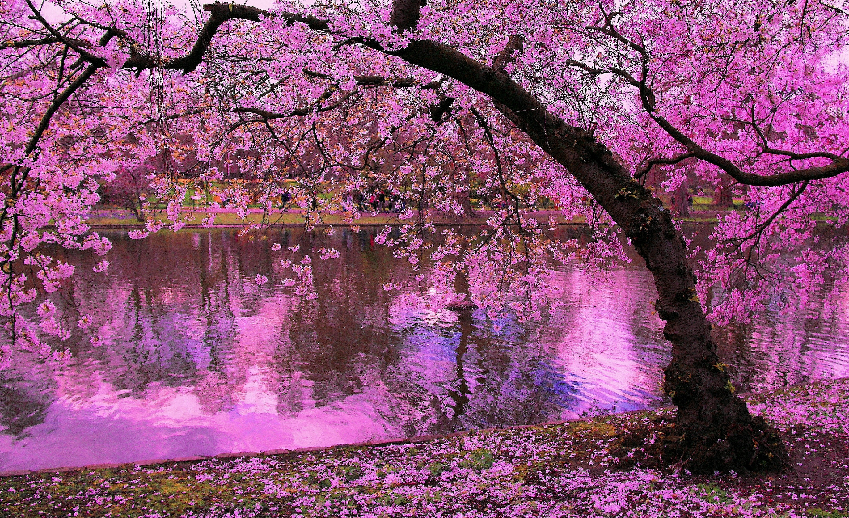 50 hình nền hoa anh đào Nhật Bản siêu đẹp và lãng mạn - [Kích thước hình ảnh: 3469x2116 px]