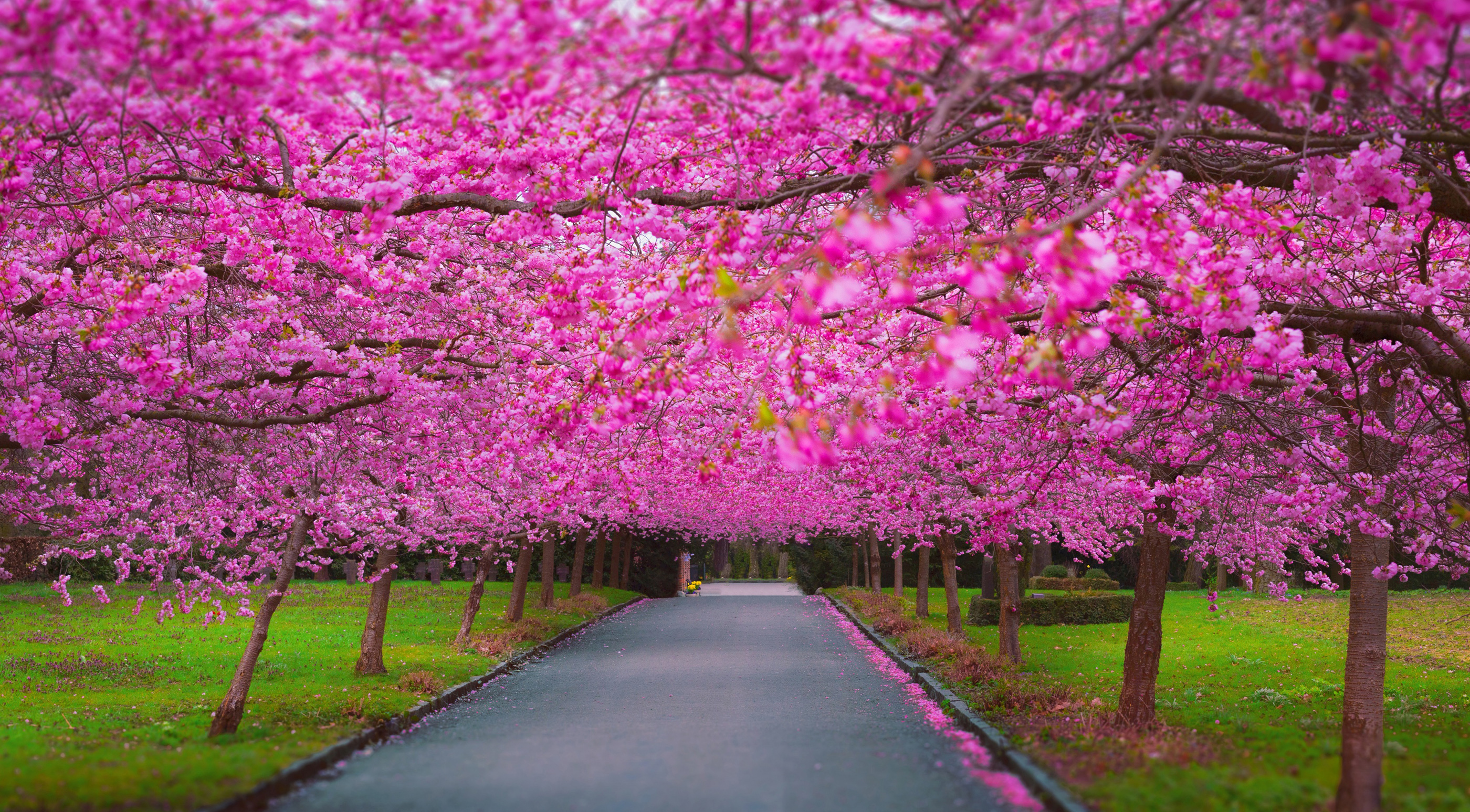 50 hình nền hoa anh đào Nhật Bản siêu đẹp và lãng mạn - [Kích thước hình ảnh: 2800x1547 px]