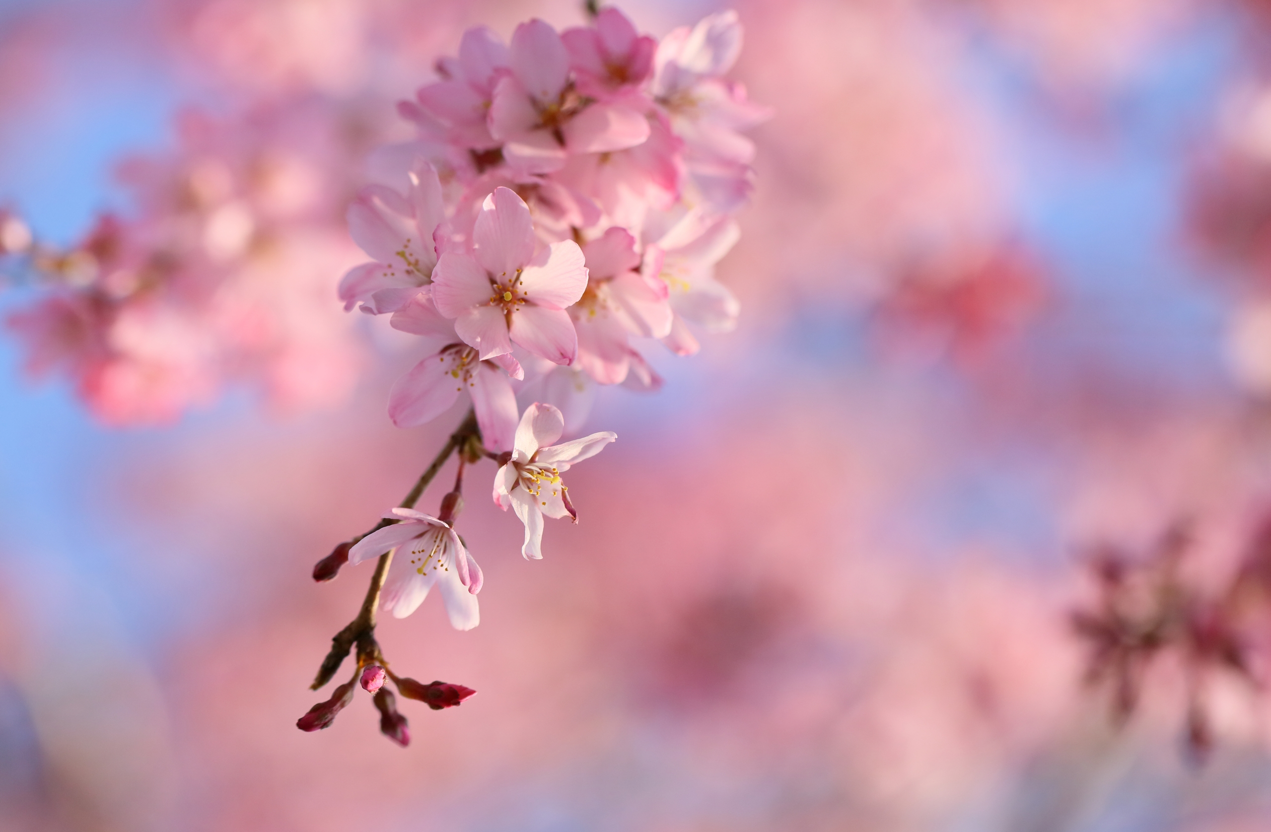 50 hình nền hoa anh đào Nhật Bản siêu đẹp và lãng mạn - [Kích thước hình ảnh: 2560x1676 px]