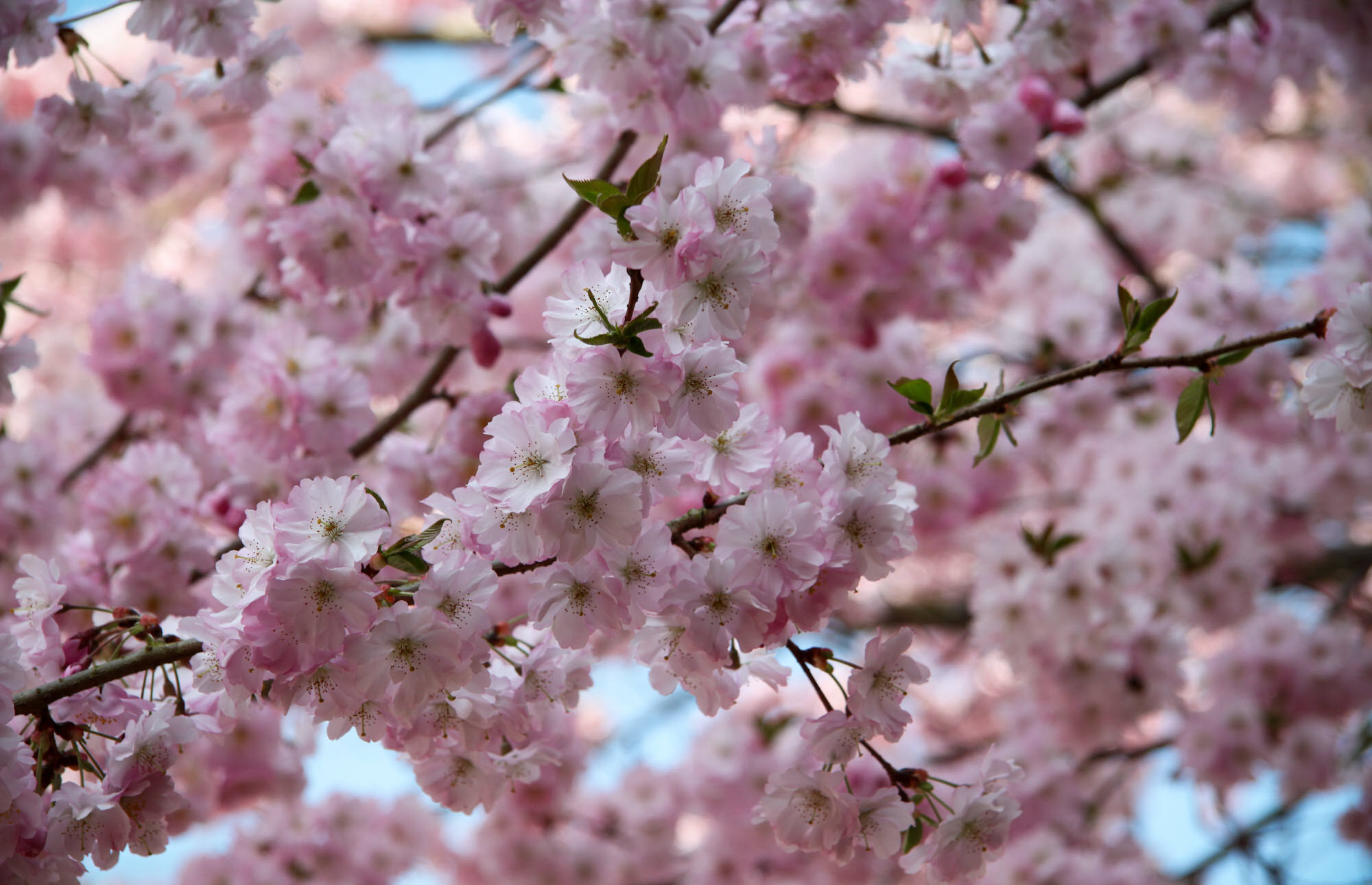 50 hình nền hoa anh đào Nhật Bản siêu đẹp và lãng mạn - [Kích thước hình ảnh: 2000x1291 px]