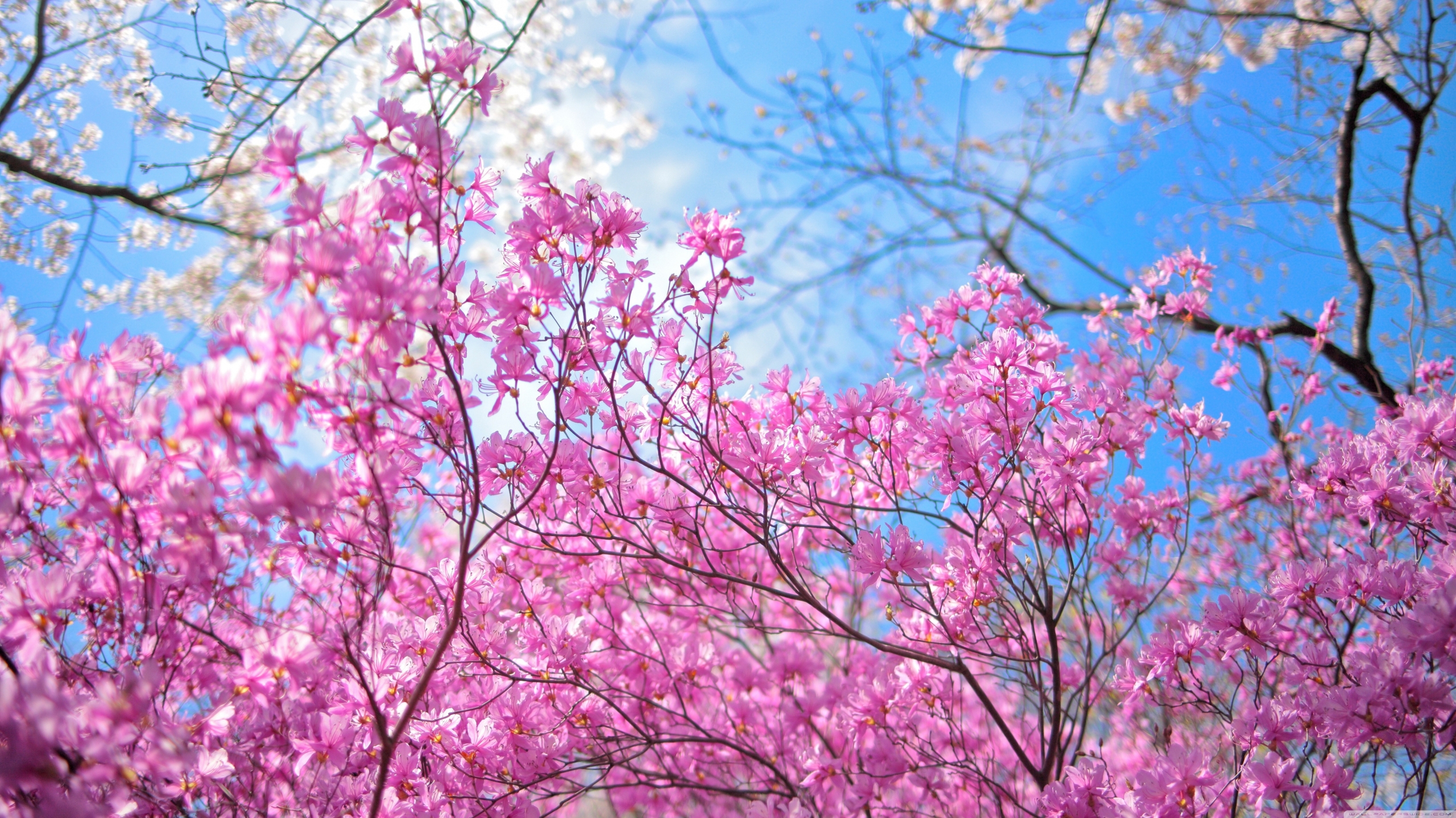 50 hình nền hoa anh đào Nhật Bản siêu đẹp và lãng mạn - [Kích thước hình ảnh: 2560x1440 px]