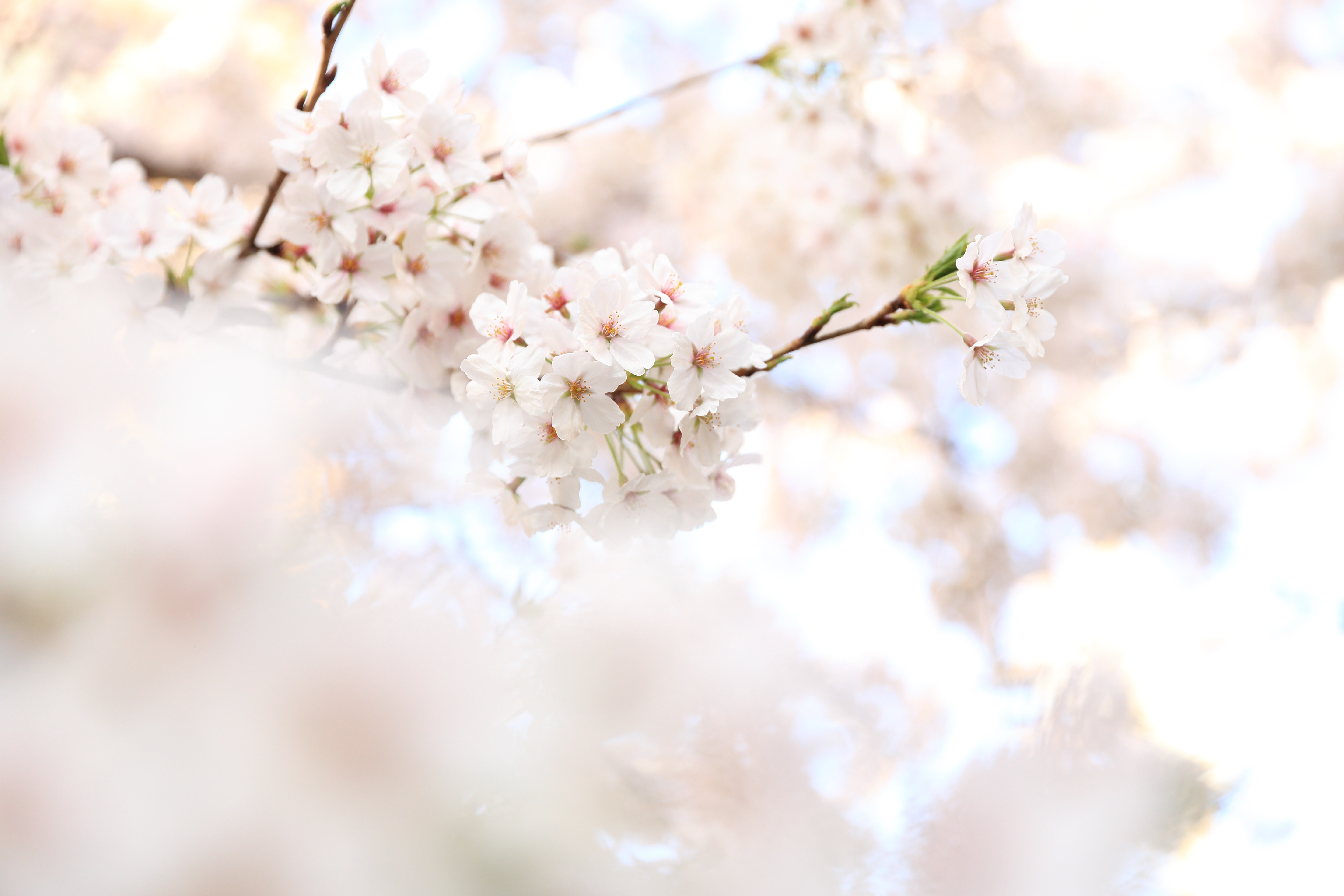50 hình nền hoa anh đào Nhật Bản siêu đẹp và lãng mạn - [Kích thước hình ảnh: 5760x3840 px]