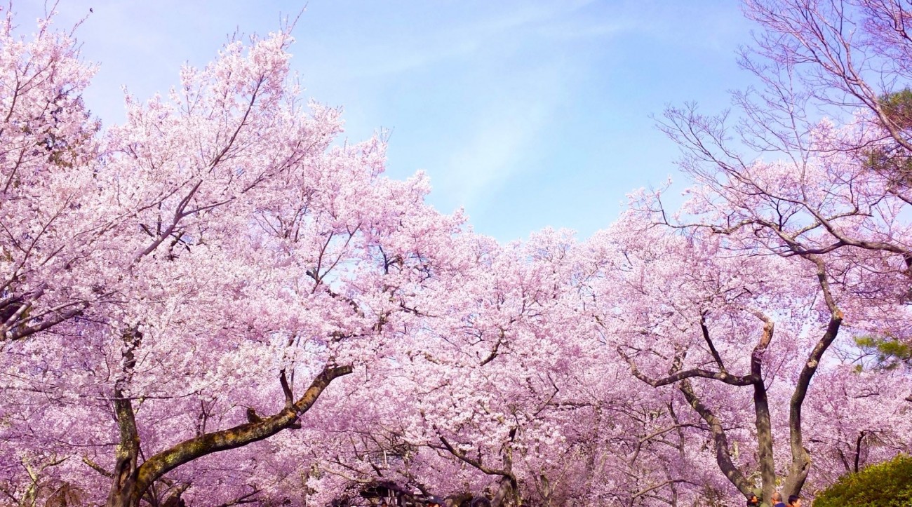 50 hình nền hoa anh đào Nhật Bản siêu đẹp và lãng mạn - [Kích thước hình ảnh: 1300x723 px]