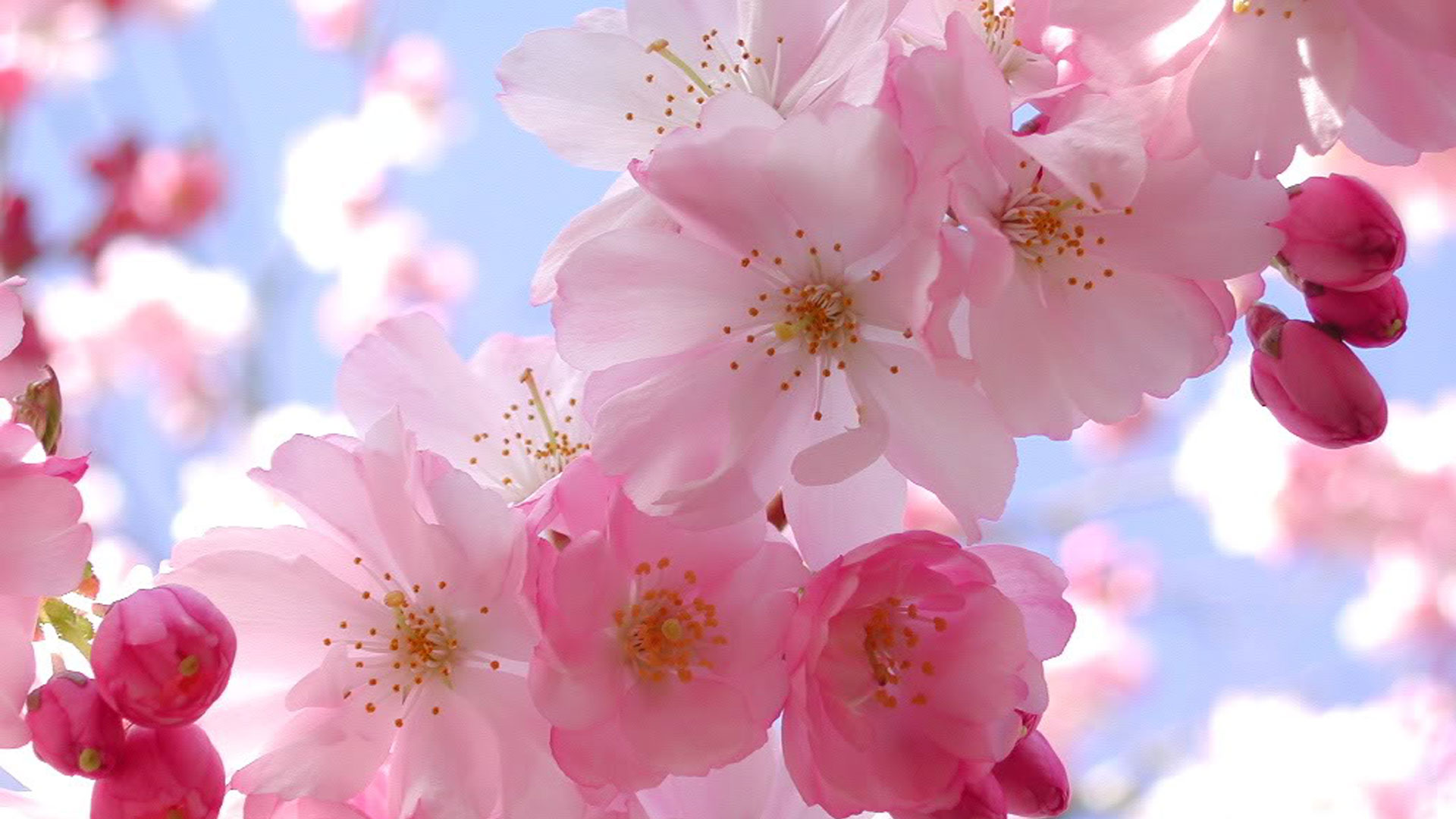 50 hình nền hoa anh đào Nhật Bản siêu đẹp và lãng mạn - [Kích thước hình ảnh: 1920x1080 px]