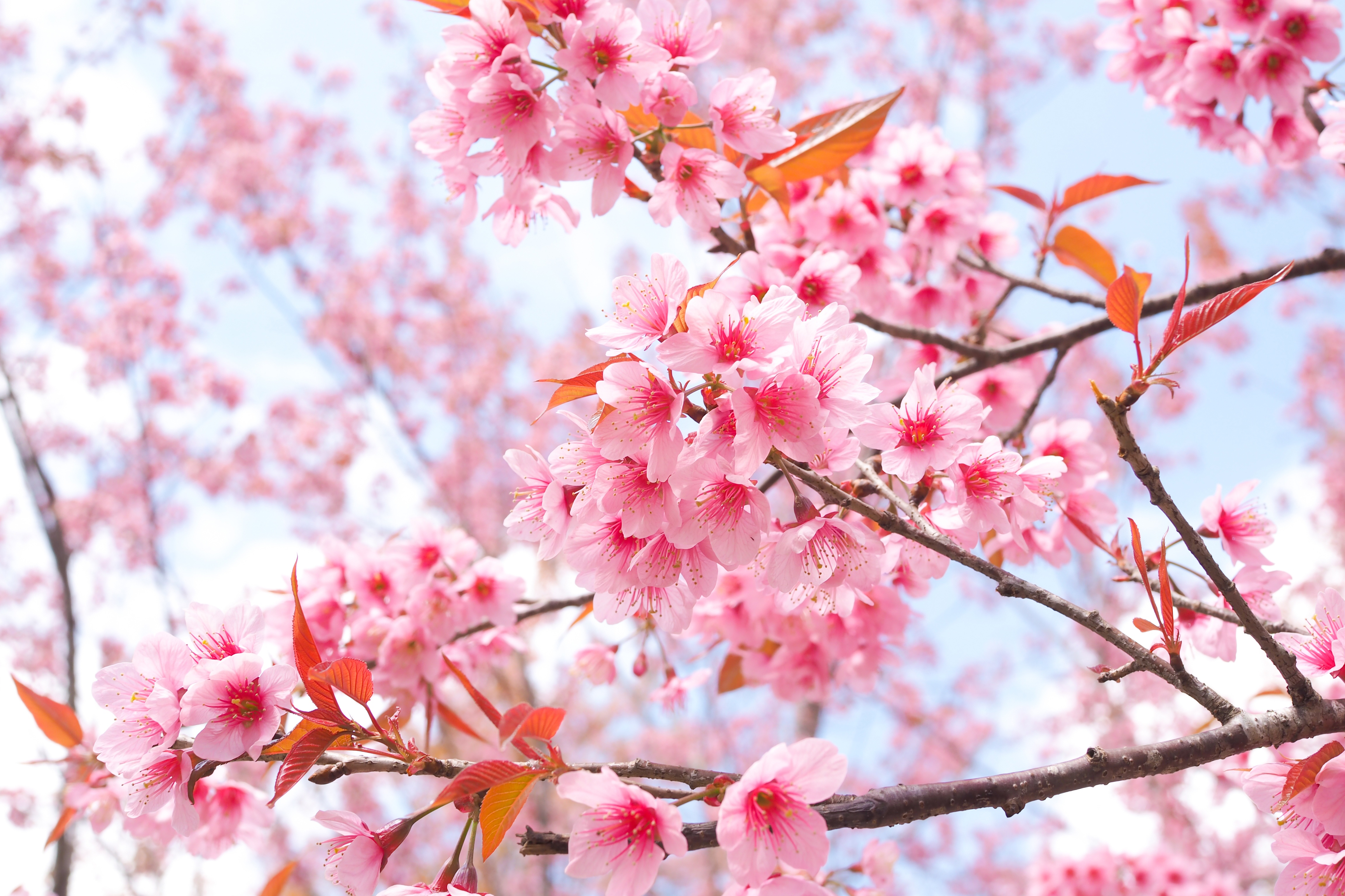 50 hình nền hoa anh đào Nhật Bản siêu đẹp và lãng mạn - [Kích thước hình ảnh: 4608x3072 px]