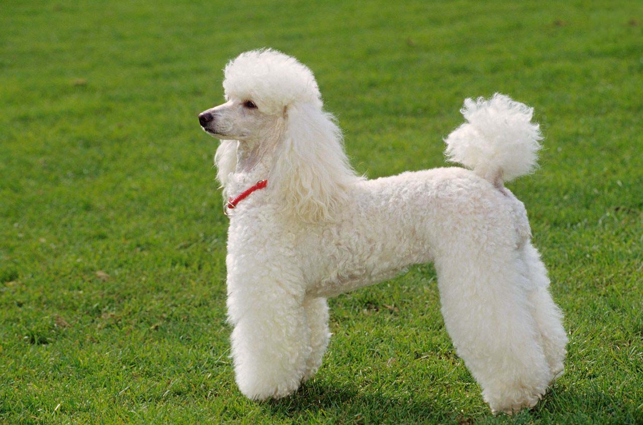 Bộ sưu tập hình ảnh chó Poodle siêu đáng yêu nhìn là mê - [Kích thước hình ảnh: 1280x846 px]
