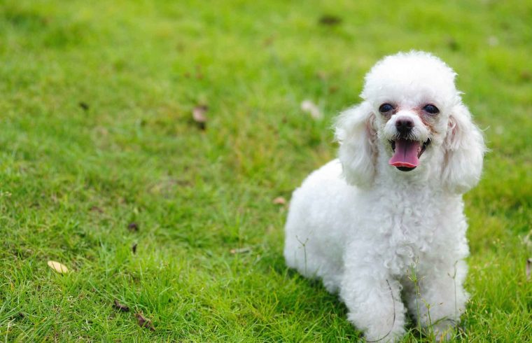 Bộ sưu tập hình ảnh chó Poodle siêu đáng yêu nhìn là mê - [Kích thước hình ảnh: 760x490 px]