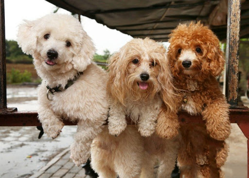 Bộ sưu tập hình ảnh chó Poodle siêu đáng yêu nhìn là mê - [Kích thước hình ảnh: 512x366 px]