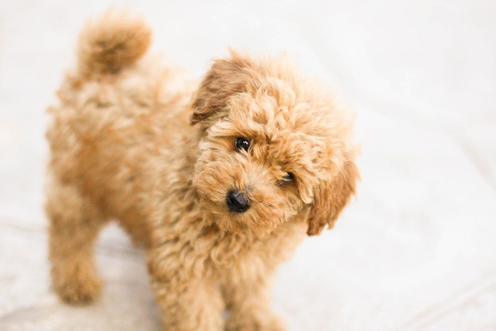 Bộ sưu tập hình ảnh chó Poodle siêu đáng yêu nhìn là mê - [Kích thước hình ảnh: 1000x667 px]