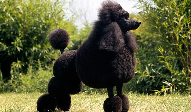 Bộ sưu tập hình ảnh chó Poodle siêu đáng yêu nhìn là mê - [Kích thước hình ảnh: 645x380 px]