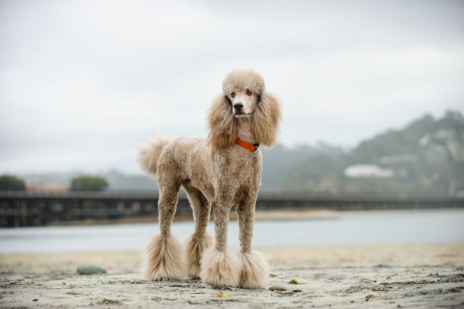 Bộ sưu tập hình ảnh chó Poodle siêu đáng yêu nhìn là mê - [Kích thước hình ảnh: 653x435 px]