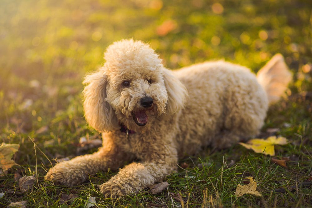 Bộ sưu tập hình ảnh chó Poodle siêu đáng yêu nhìn là mê - [Kích thước hình ảnh: 1000x668 px]