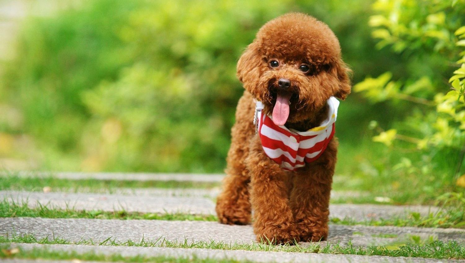 Bộ sưu tập hình ảnh chó Poodle siêu đáng yêu nhìn là mê - [Kích thước hình ảnh: 1500x849 px]