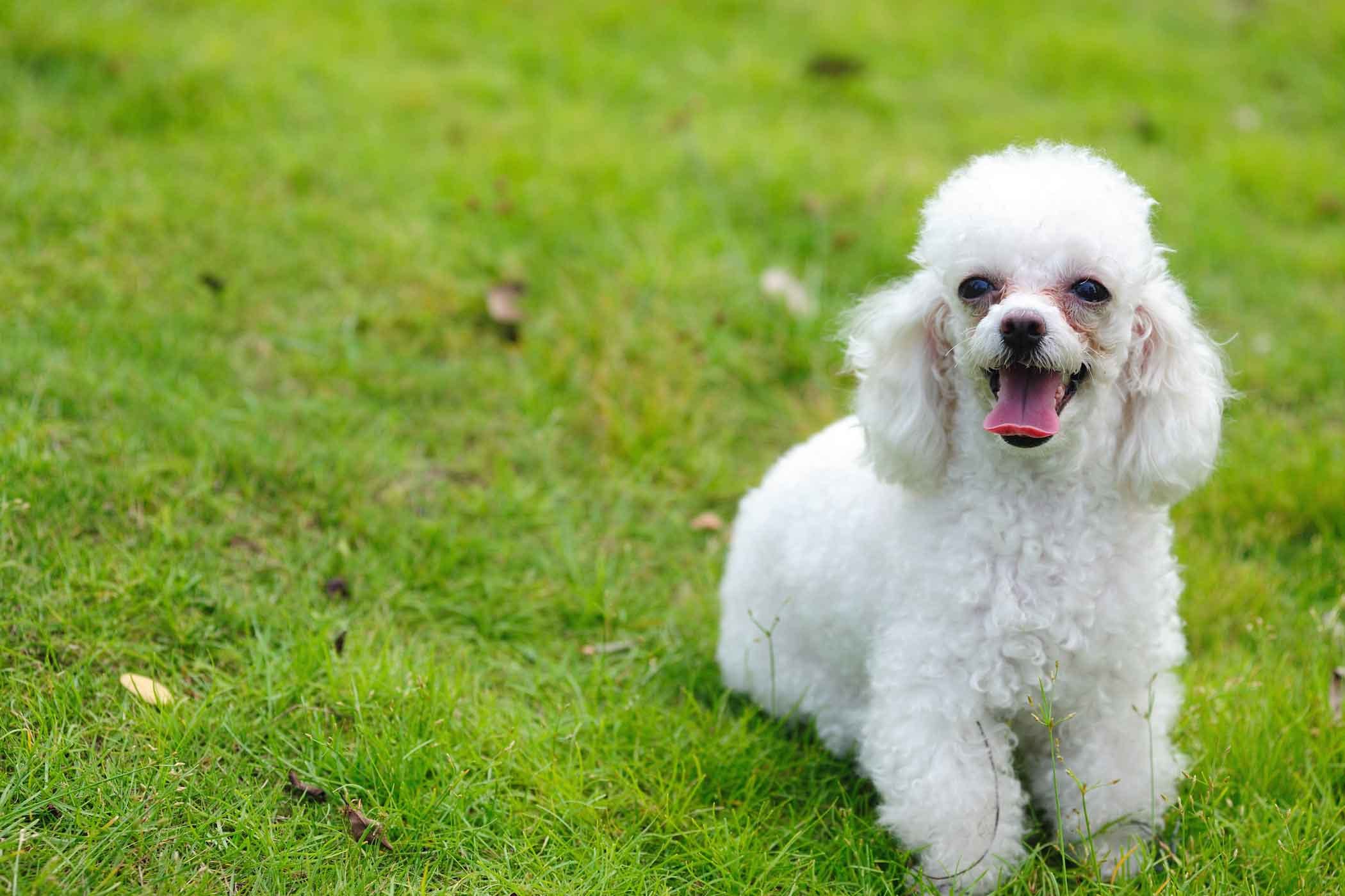 Bộ sưu tập hình ảnh chó Poodle siêu đáng yêu nhìn là mê - [Kích thước hình ảnh: 2100x1400 px]