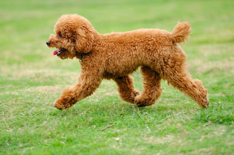 Bộ sưu tập hình ảnh chó Poodle siêu đáng yêu nhìn là mê - [Kích thước hình ảnh: 800x532 px]