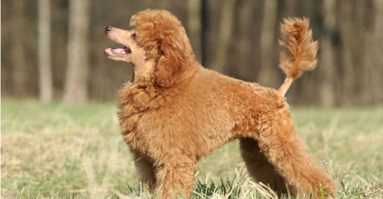 Bộ sưu tập hình ảnh chó Poodle siêu đáng yêu nhìn là mê - [Kích thước hình ảnh: 1281x667 px]