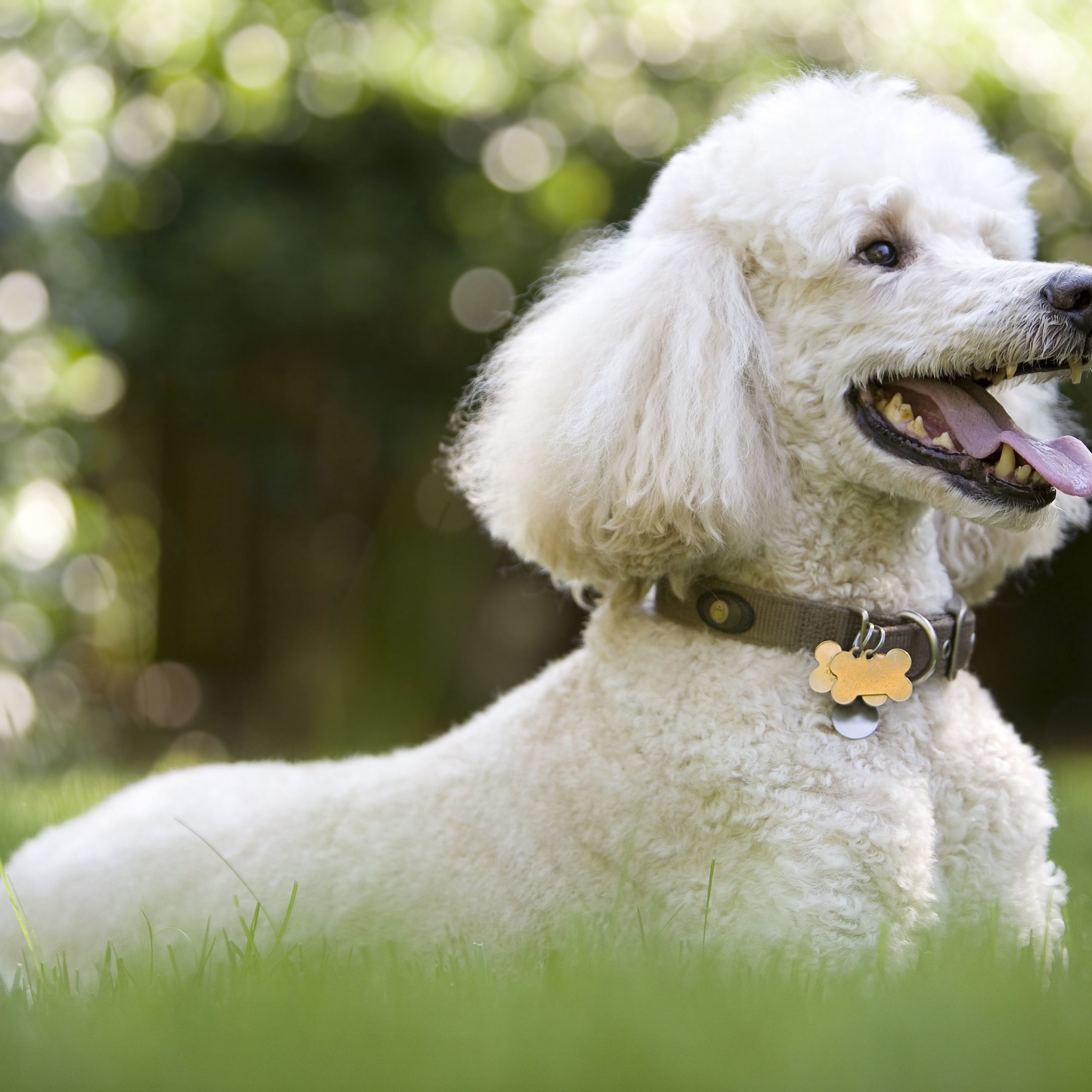 Bộ sưu tập hình ảnh chó Poodle siêu đáng yêu nhìn là mê - [Kích thước hình ảnh: 2560x2560 px]