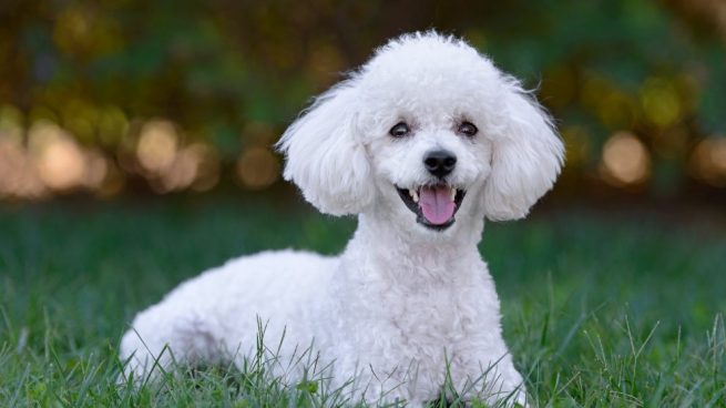 Bộ sưu tập hình ảnh chó Poodle siêu đáng yêu nhìn là mê - [Kích thước hình ảnh: 655x368 px]