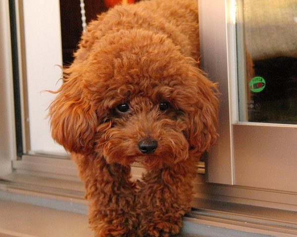 Bộ sưu tập hình ảnh chó Poodle siêu đáng yêu nhìn là mê - [Kích thước hình ảnh: 600x480 px]