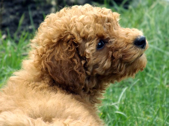 Bộ sưu tập hình ảnh chó Poodle siêu đáng yêu nhìn là mê - [Kích thước hình ảnh: 680x510 px]