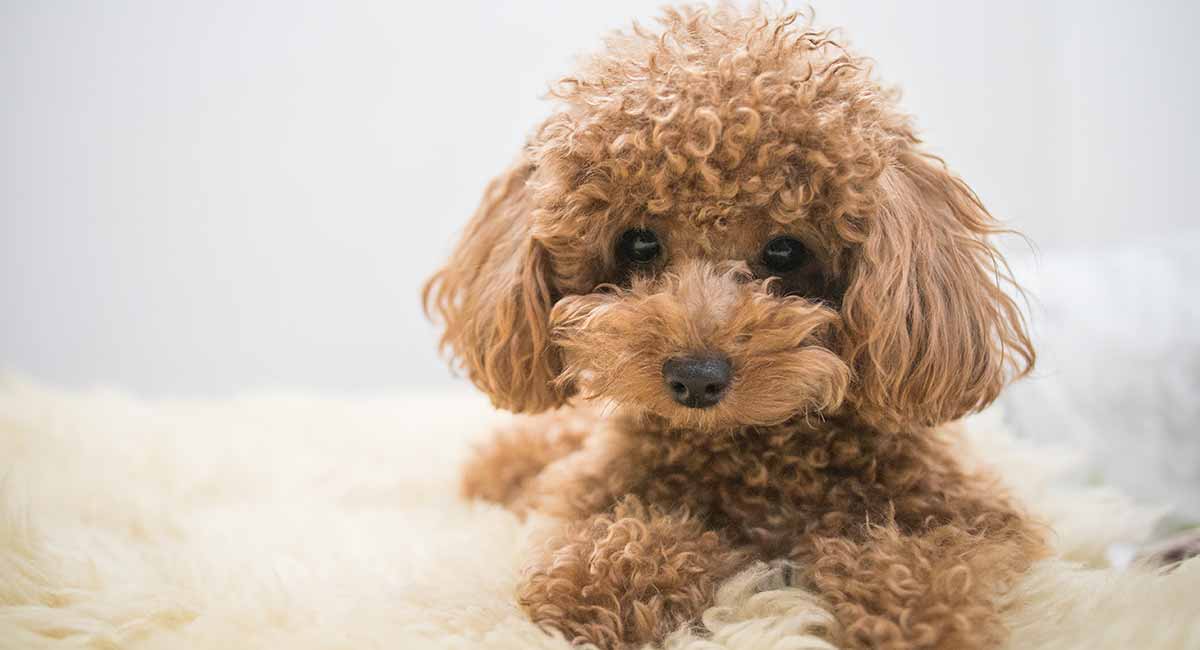 Bộ sưu tập hình ảnh chó Poodle siêu đáng yêu nhìn là mê - [Kích thước hình ảnh: 1200x650 px]