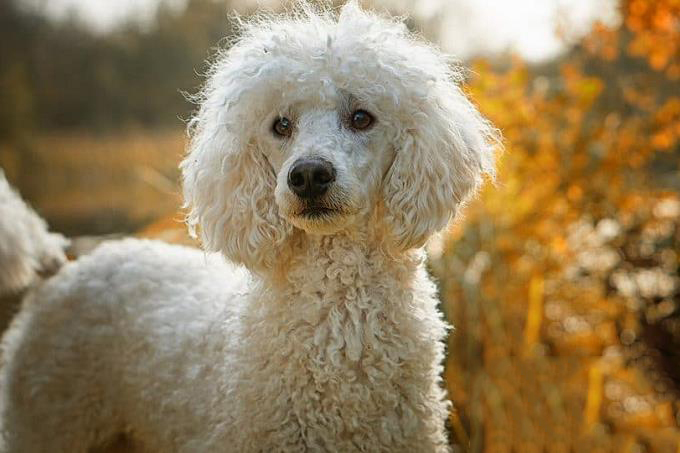 Bộ sưu tập hình ảnh chó Poodle siêu đáng yêu nhìn là mê - [Kích thước hình ảnh: 680x453 px]