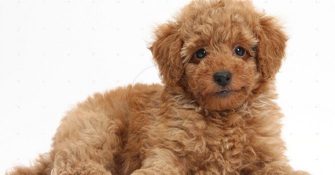 Bộ sưu tập hình ảnh chó Poodle siêu đáng yêu nhìn là mê - [Kích thước hình ảnh: 670x350 px]