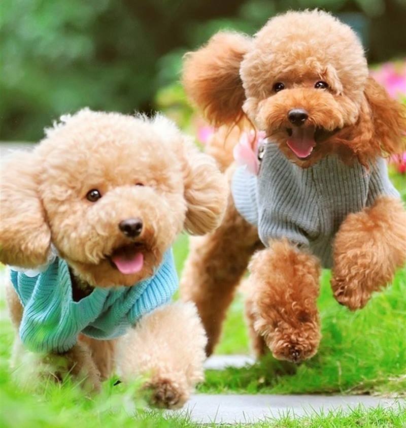 Bộ sưu tập hình ảnh chó Poodle siêu đáng yêu nhìn là mê - [Kích thước hình ảnh: 800x843 px]