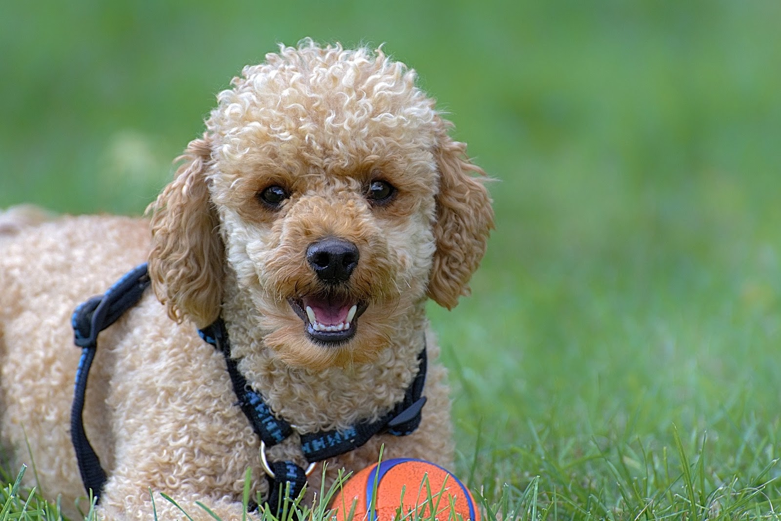 Bộ sưu tập hình ảnh chó Poodle siêu đáng yêu nhìn là mê - [Kích thước hình ảnh: 1600x1068 px]