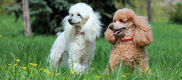 Bộ sưu tập hình ảnh chó Poodle siêu đáng yêu nhìn là mê - [Kích thước hình ảnh: 720x318 px]