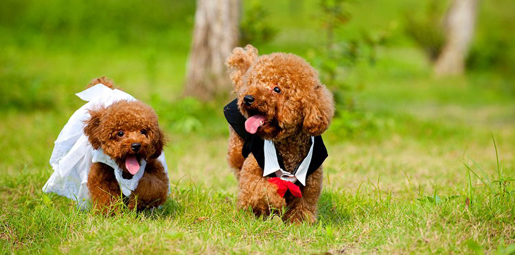 Bộ sưu tập hình ảnh chó Poodle siêu đáng yêu nhìn là mê - [Kích thước hình ảnh: 750x371 px]