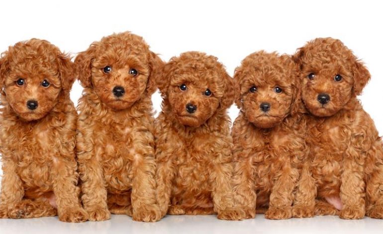 Bộ sưu tập hình ảnh chó Poodle siêu đáng yêu nhìn là mê - [Kích thước hình ảnh: 770x470 px]