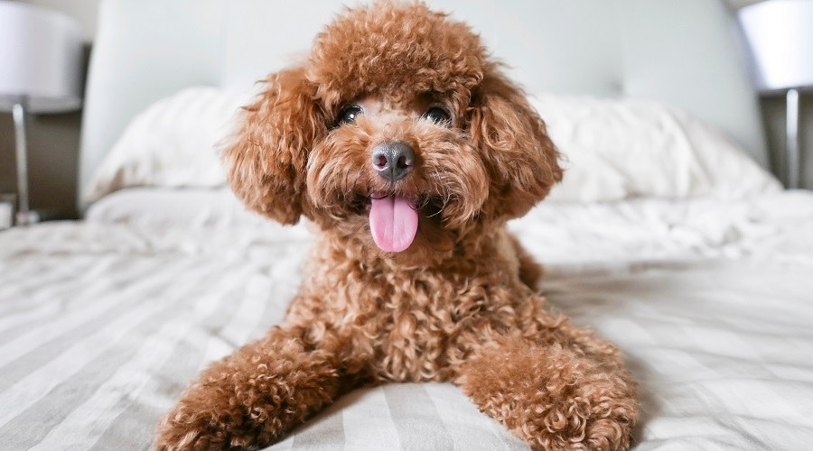 Bộ sưu tập hình ảnh chó Poodle siêu đáng yêu nhìn là mê - [Kích thước hình ảnh: 900x500 px]