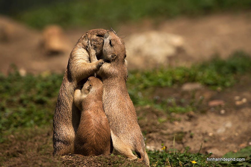 25 hình ảnh tình yêu của động vật dễ thương - [Kích thước hình ảnh: 880x587 px]