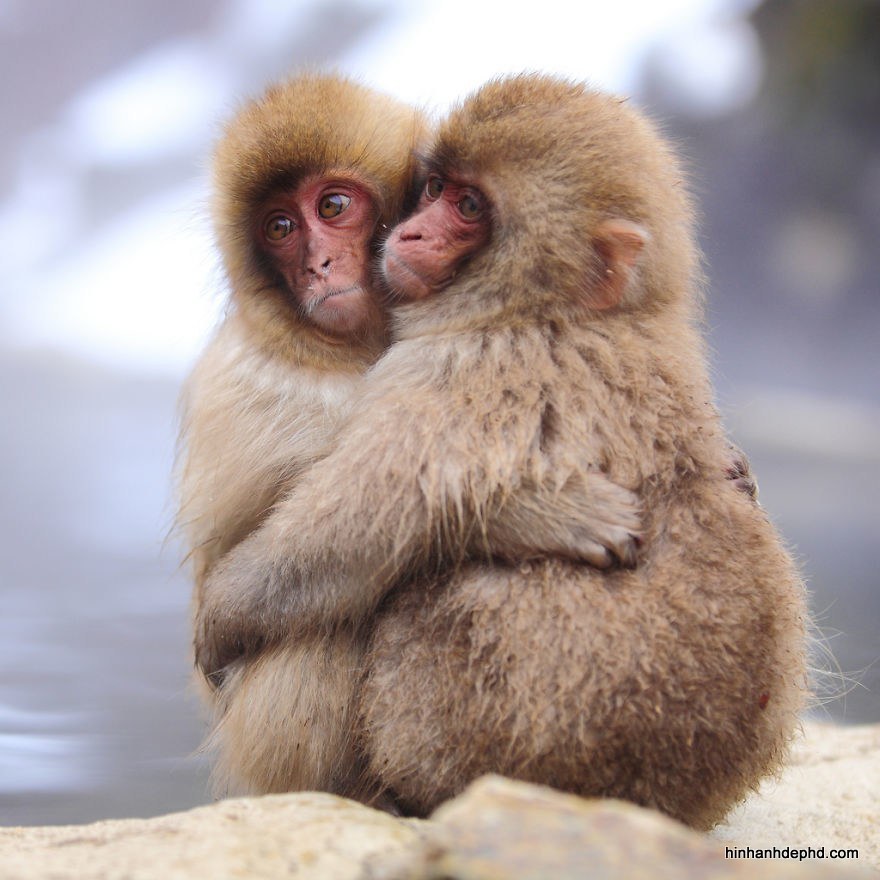 25 hình ảnh tình yêu của động vật dễ thương - [Kích thước hình ảnh: 880x880 px]