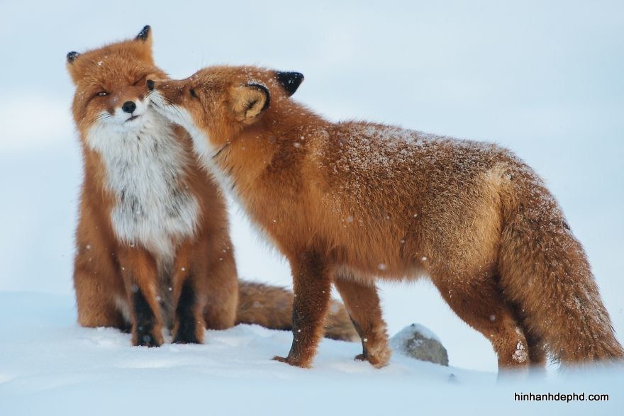 25 hình ảnh tình yêu của động vật dễ thương - [Kích thước hình ảnh: 880x587 px]