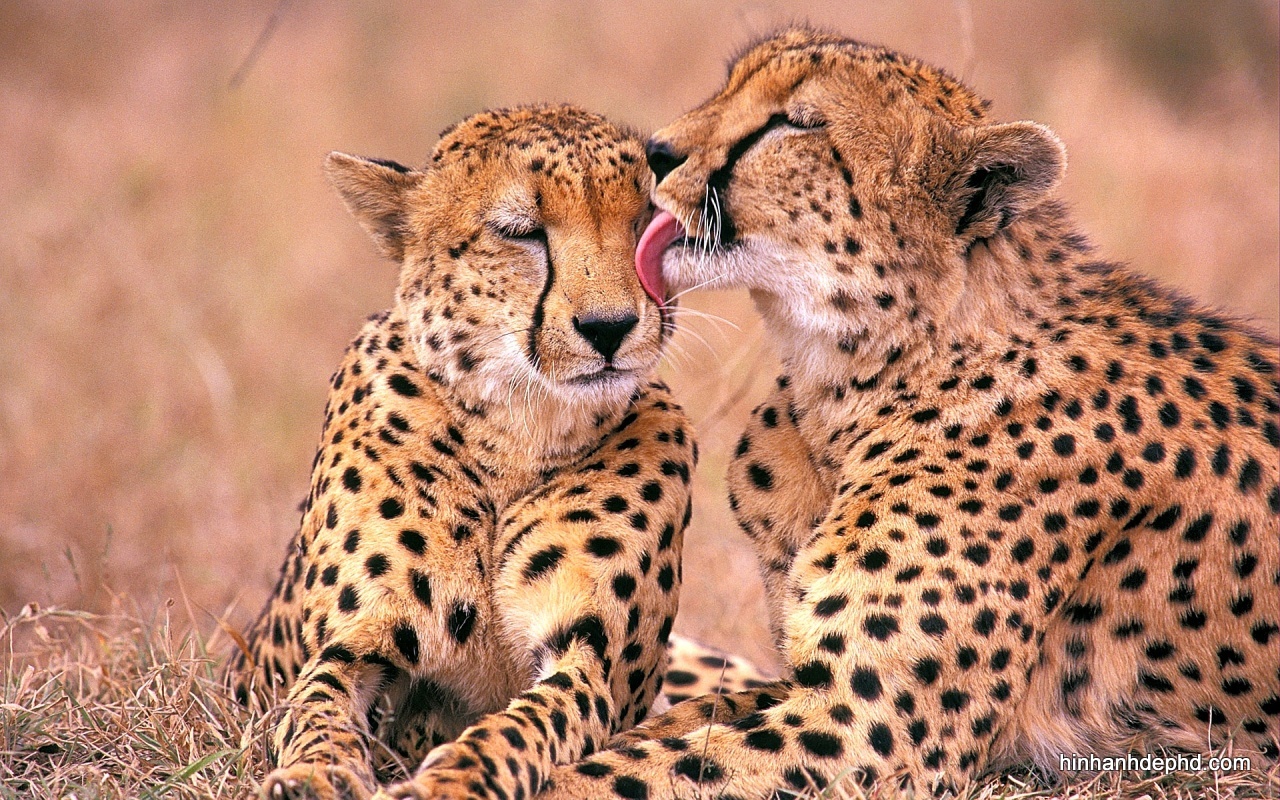 25 hình ảnh tình yêu của động vật dễ thương - [Kích thước hình ảnh: 1280x800 px]