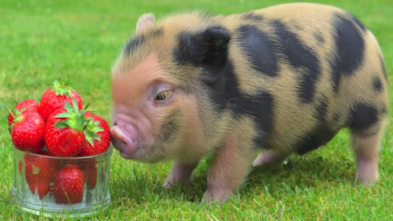 Tổng hợp hình ảnh con lợn đẹp nhất – con lợn ủn ỉn tạo dáng đáng yêu - [Kích thước hình ảnh: 1280x720 px]
