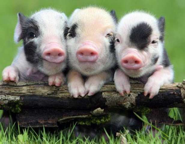 Tổng hợp hình ảnh con lợn đẹp nhất – con lợn ủn ỉn tạo dáng đáng yêu - [Kích thước hình ảnh: 616x480 px]
