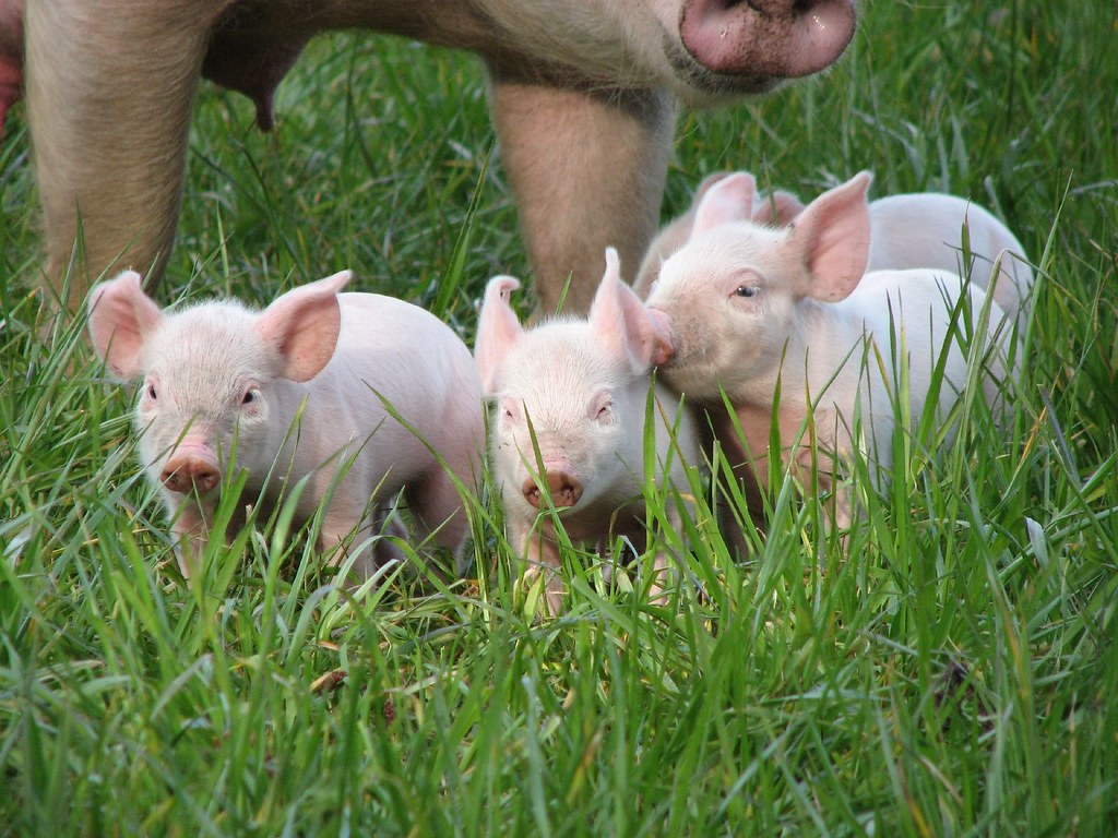 Tổng hợp hình ảnh con lợn đẹp nhất – con lợn ủn ỉn tạo dáng đáng yêu - [Kích thước hình ảnh: 1024x768 px]