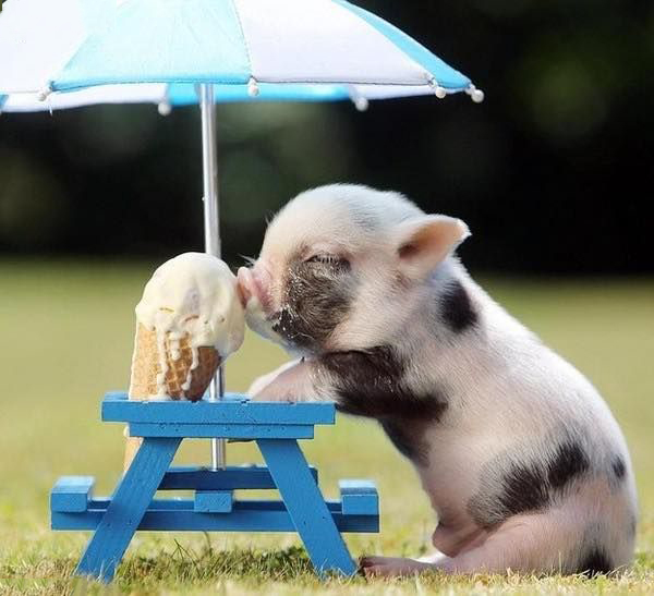 Tổng hợp hình ảnh con lợn đẹp nhất – con lợn ủn ỉn tạo dáng đáng yêu - [Kích thước hình ảnh: 600x547 px]