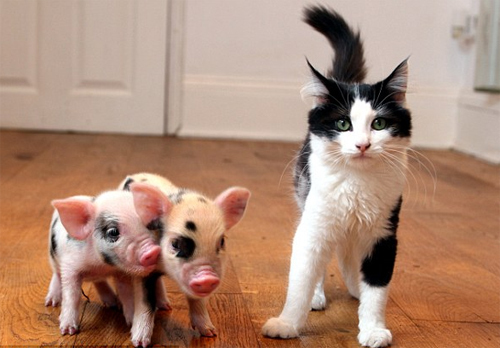 Tổng hợp hình ảnh con lợn đẹp nhất – con lợn ủn ỉn tạo dáng đáng yêu - [Kích thước hình ảnh: 500x348 px]