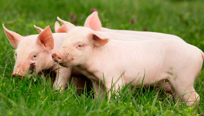 Tổng hợp hình ảnh con lợn đẹp nhất – con lợn ủn ỉn tạo dáng đáng yêu - [Kích thước hình ảnh: 700x400 px]