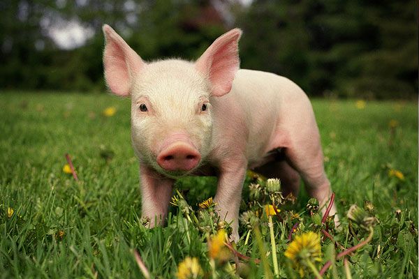 Tổng hợp hình ảnh con lợn đẹp nhất – con lợn ủn ỉn tạo dáng đáng yêu - [Kích thước hình ảnh: 600x400 px]