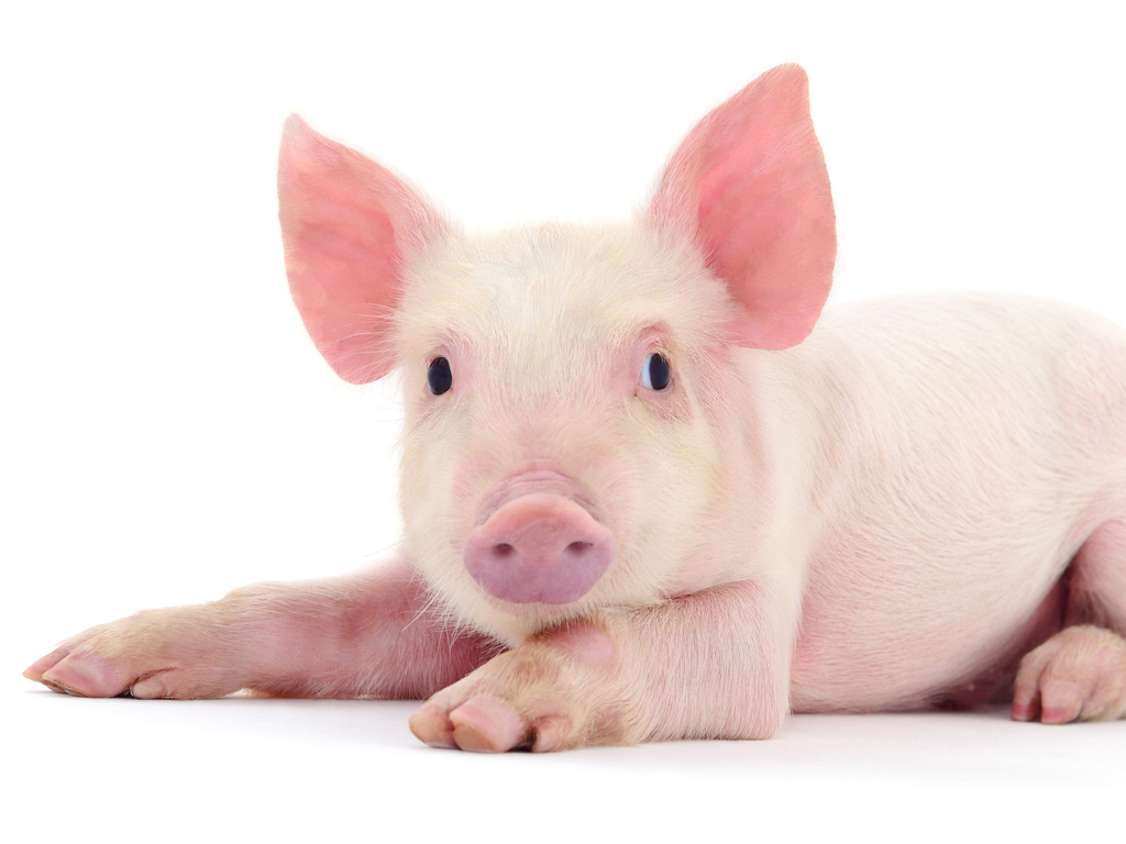 Tổng hợp hình ảnh con lợn đẹp nhất – con lợn ủn ỉn tạo dáng đáng yêu - [Kích thước hình ảnh: 1024x768 px]
