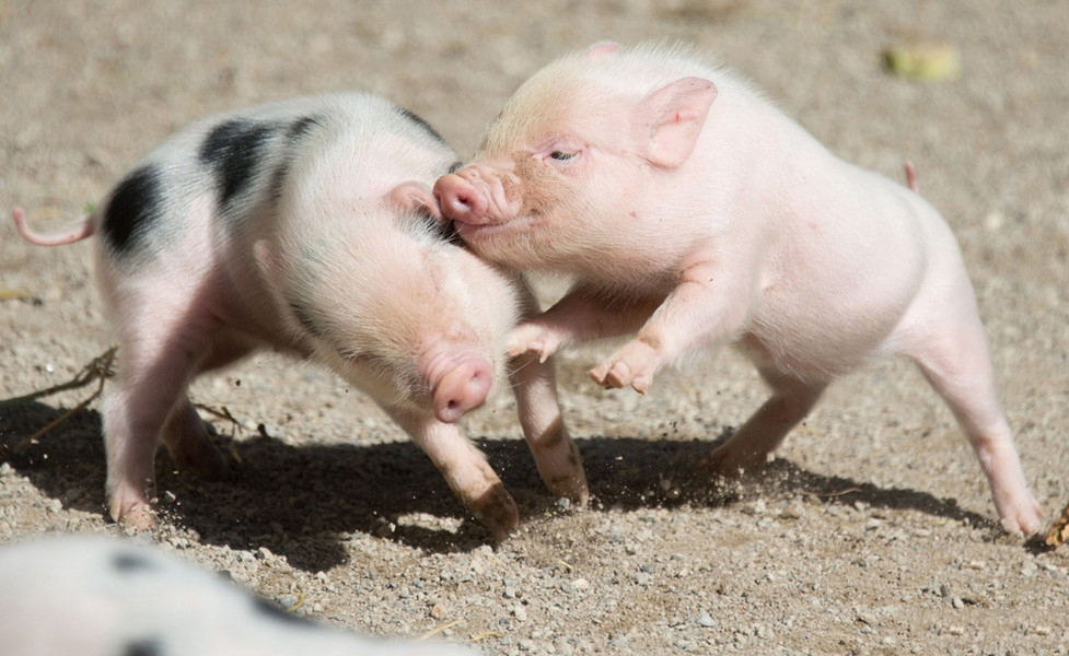 Tổng hợp hình ảnh con lợn đẹp nhất – con lợn ủn ỉn tạo dáng đáng yêu - [Kích thước hình ảnh: 977x600 px]