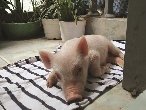 Tổng hợp hình ảnh con lợn đẹp nhất – con lợn ủn ỉn tạo dáng đáng yêu - [Kích thước hình ảnh: 512x387 px]