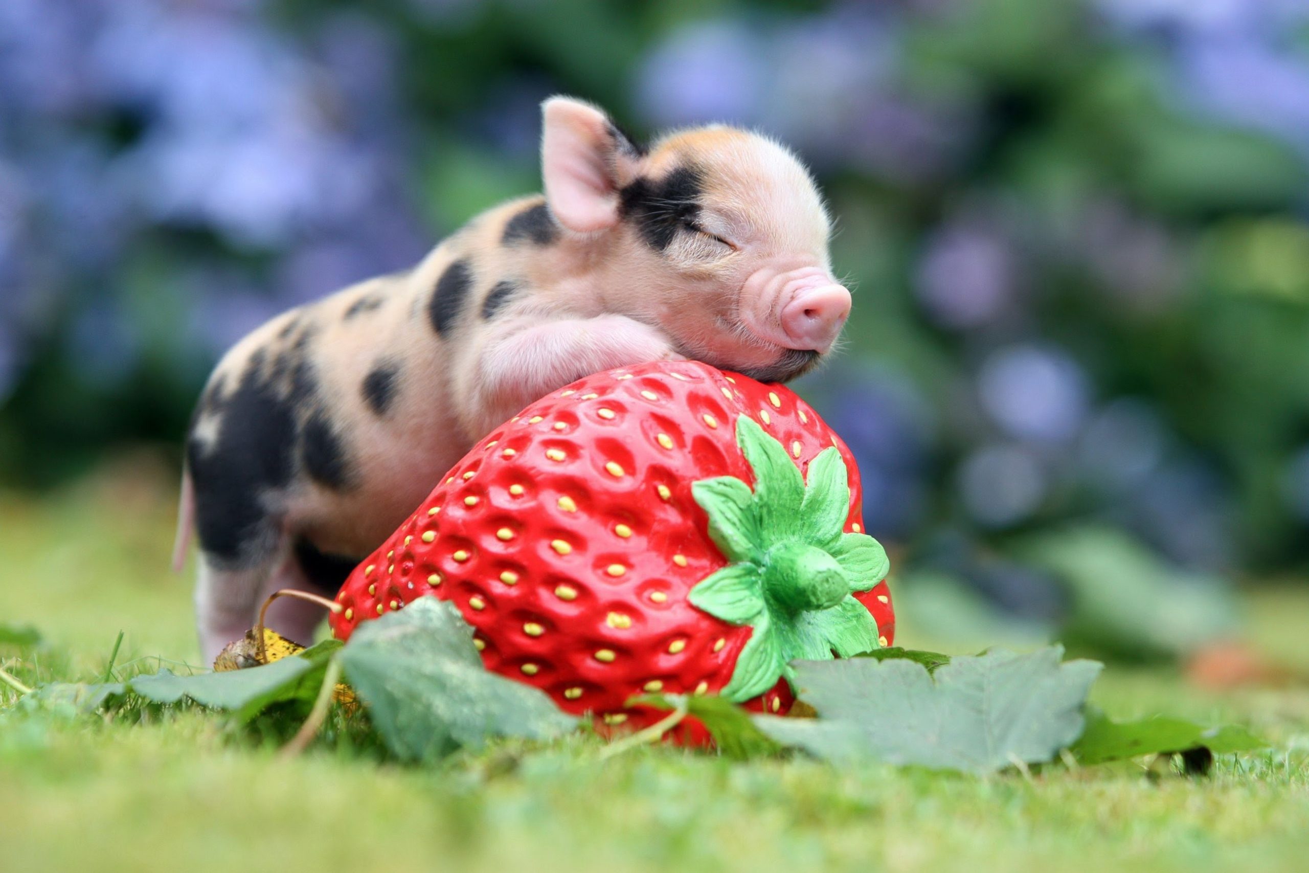 Tổng hợp hình ảnh con lợn đẹp nhất – con lợn ủn ỉn tạo dáng đáng yêu - [Kích thước hình ảnh: 2560x1707 px]