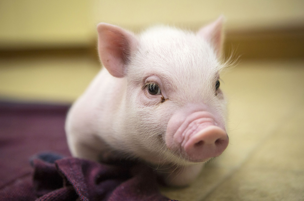 Tổng hợp hình ảnh con lợn đẹp nhất – con lợn ủn ỉn tạo dáng đáng yêu - [Kích thước hình ảnh: 1247x823 px]